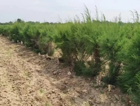 黄河三角洲耐盐碱树种种质资源圃项目顺利通过